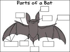 bat diagram label wiring diagram Printable Parts of Bat 73 best bat unit images halloween kids, classroom ideas, activitiesbats and owls labeling activity